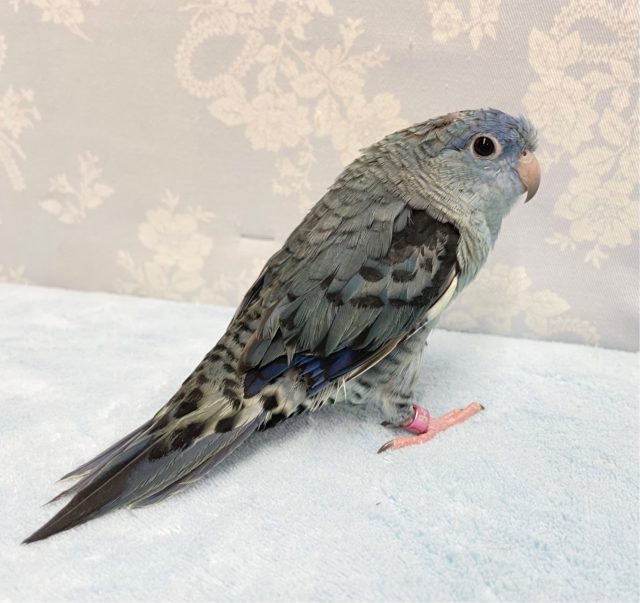 サザナミインコ