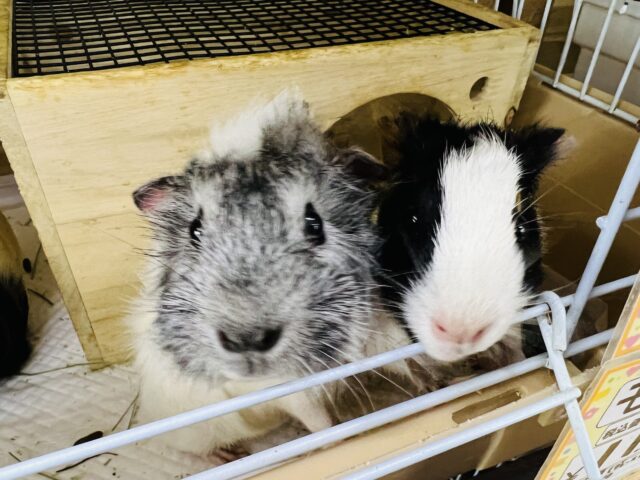 アビシニアンモルモット