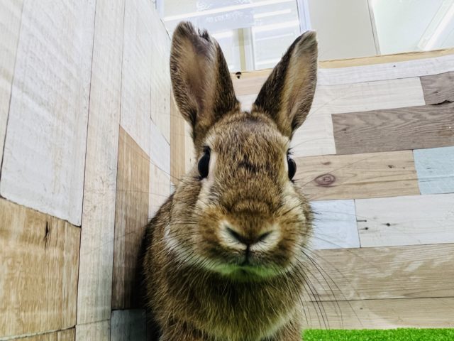 ネザーランドドワーフ