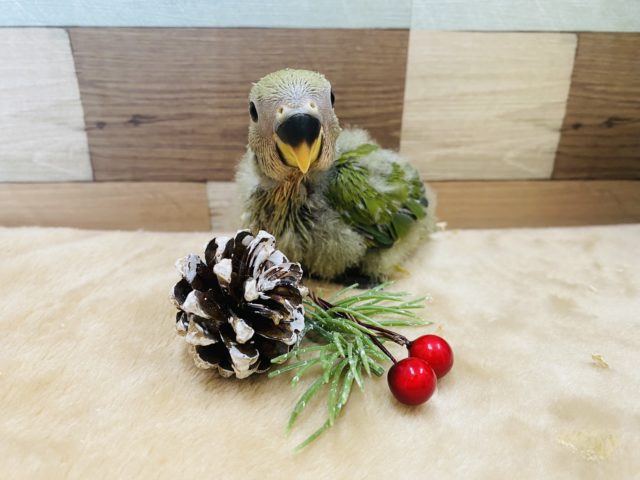 コザクラインコ（小桜インコ）