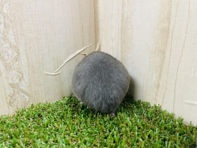 ゴールデンハムスター