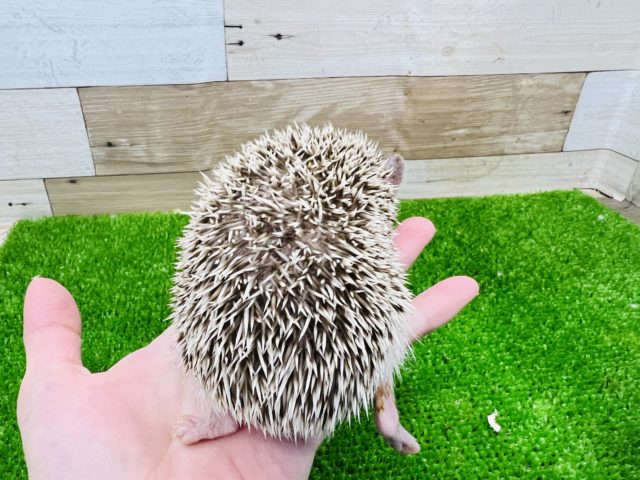 ハリネズミ（ヨツユビハリネズミ）