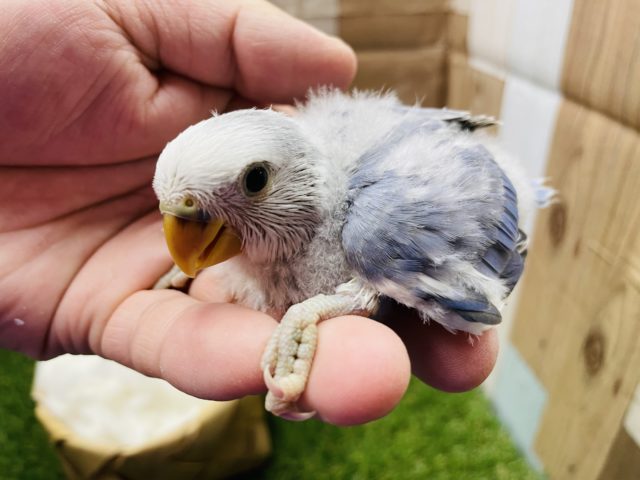 コザクラインコ（小桜インコ）