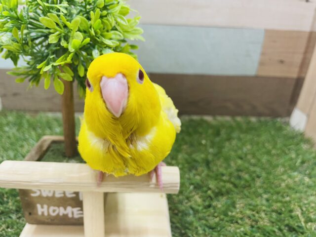 サザナミインコ