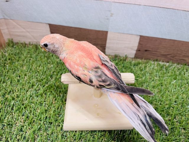 アキクサインコ（秋草インコ）