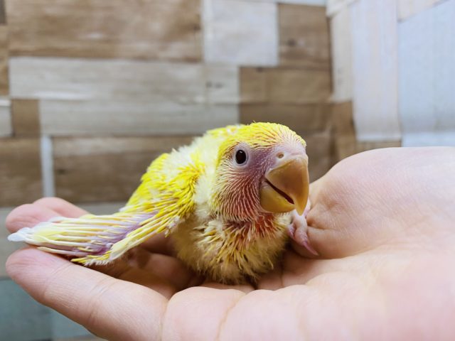 コザクラインコ（小桜インコ）