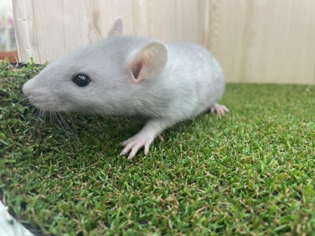 ファンシーラット