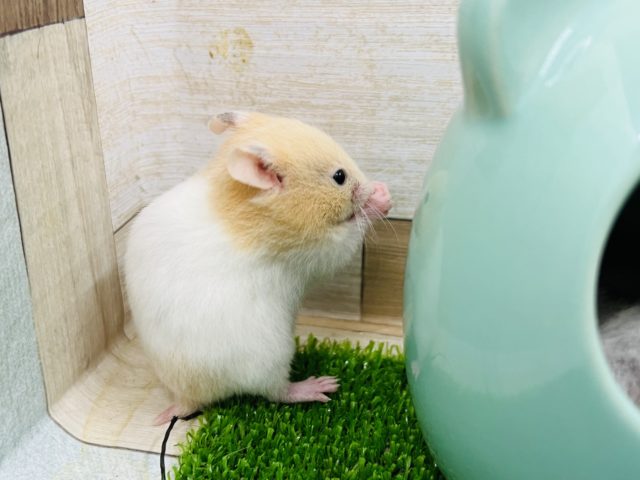 ゴールデンハムスター