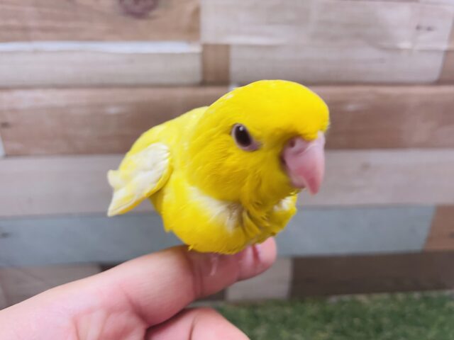 サザナミインコ