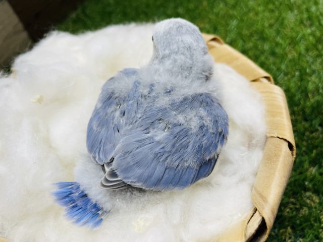 コザクラインコ（小桜インコ）