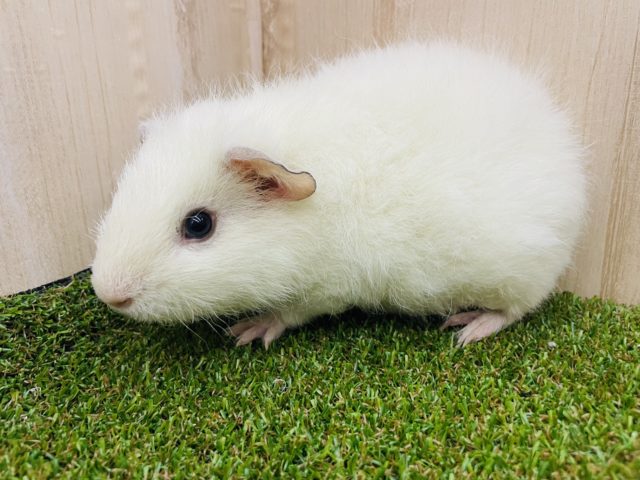 テディモルモット