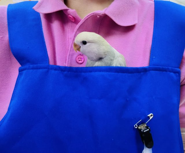 コザクラインコ（小桜インコ）