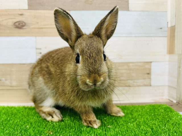 ネザーランドドワーフ