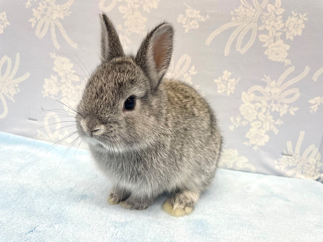 ネザーランドドワーフ