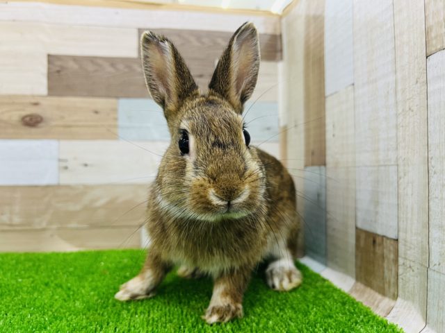 ネザーランドドワーフ