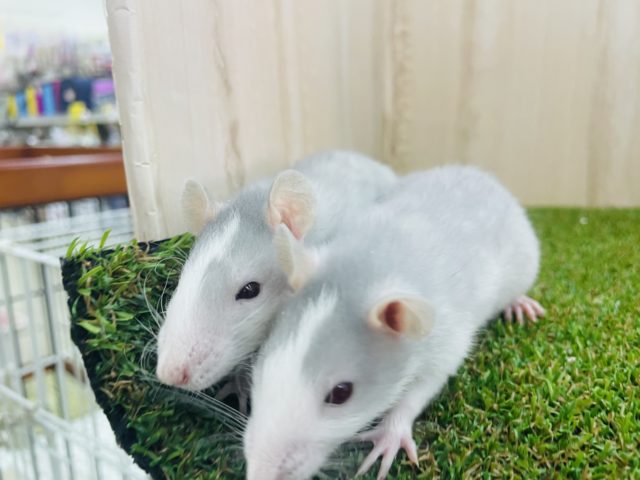 ファンシーラット