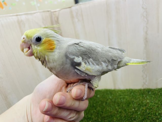 オカメインコ