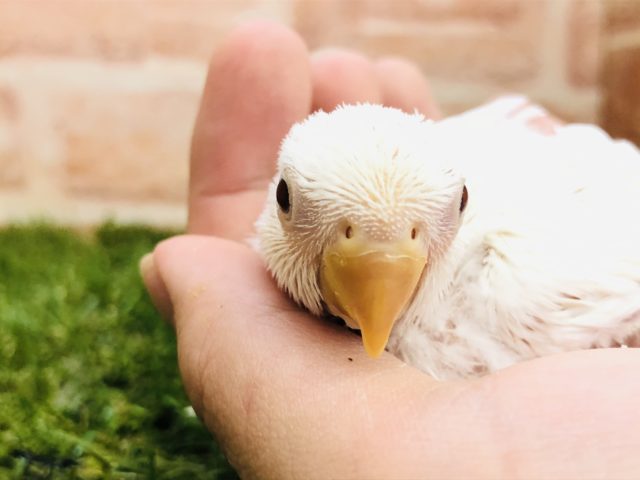 コザクラインコ（小桜インコ）