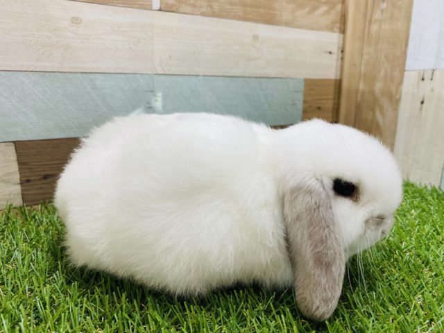 ロップイヤーラビット