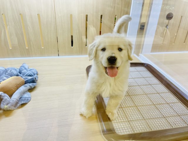 ゴールデンレトリバー