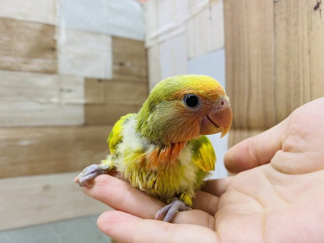コザクラインコ（小桜インコ）