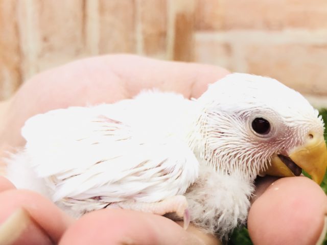 コザクラインコ（小桜インコ）