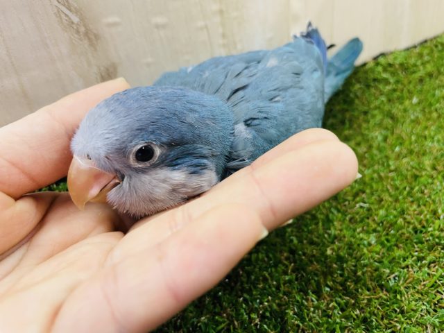 オキナインコ