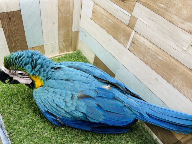 ルリコンゴウインコ