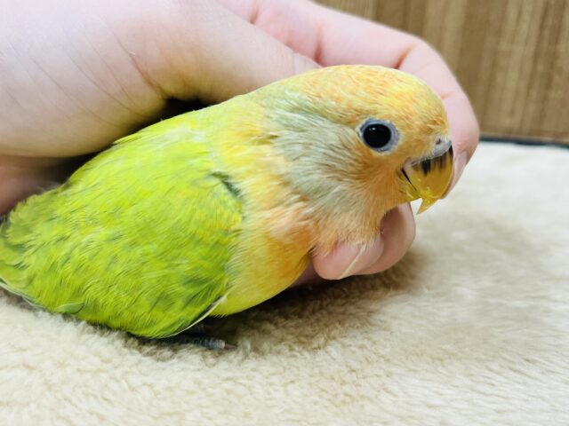 コザクラインコ（小桜インコ）