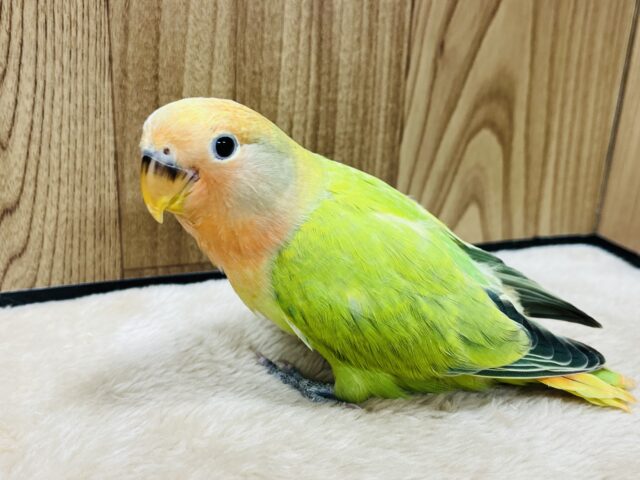コザクラインコ（小桜インコ）