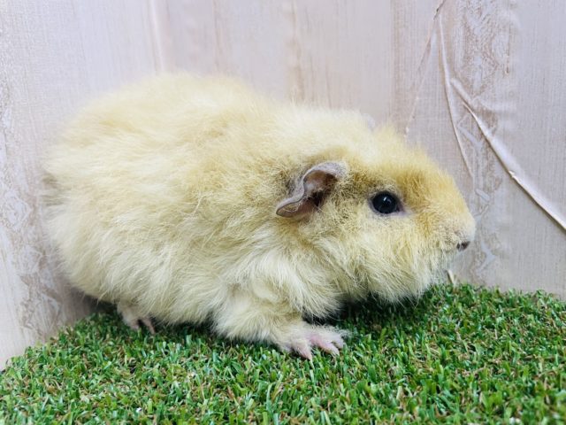 テディモルモット