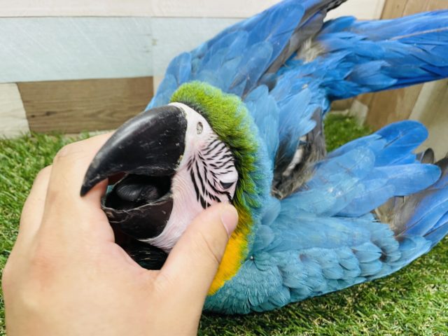ルリコンゴウインコ