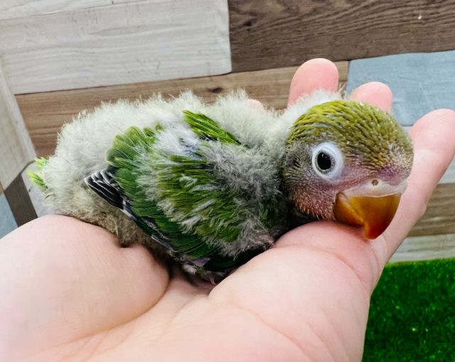 キエリボタンインコ