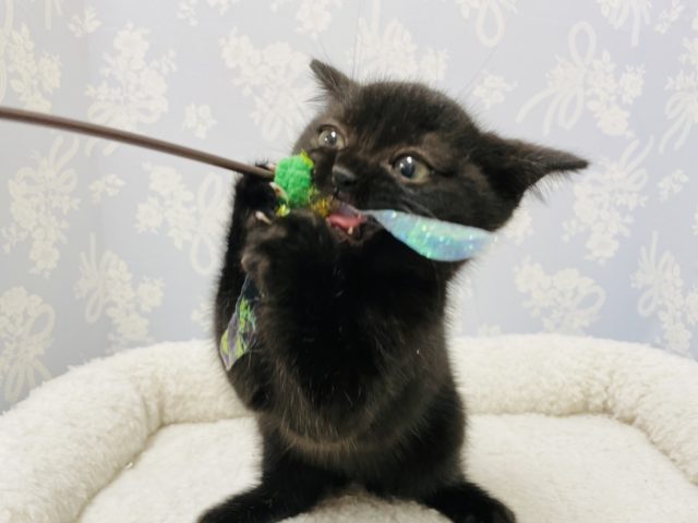 スコティッシュフォールド