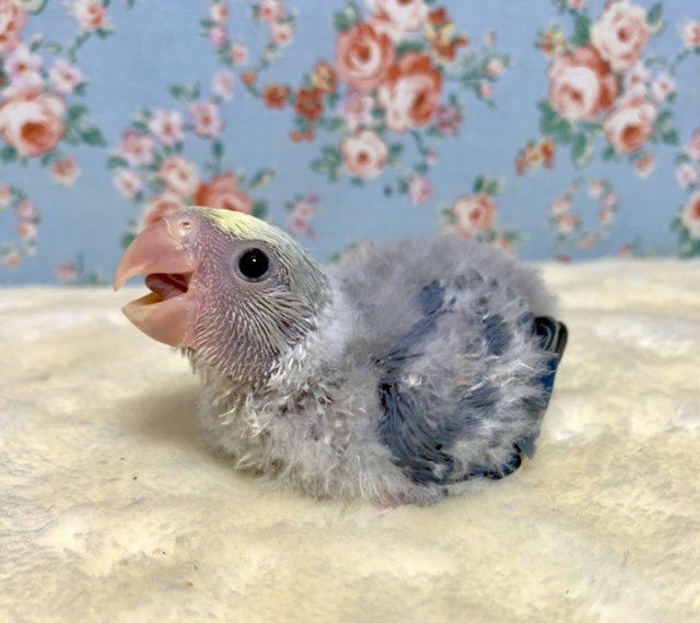 コザクラインコ（小桜インコ）