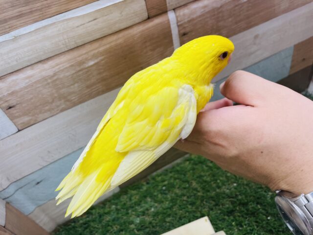 サザナミインコ