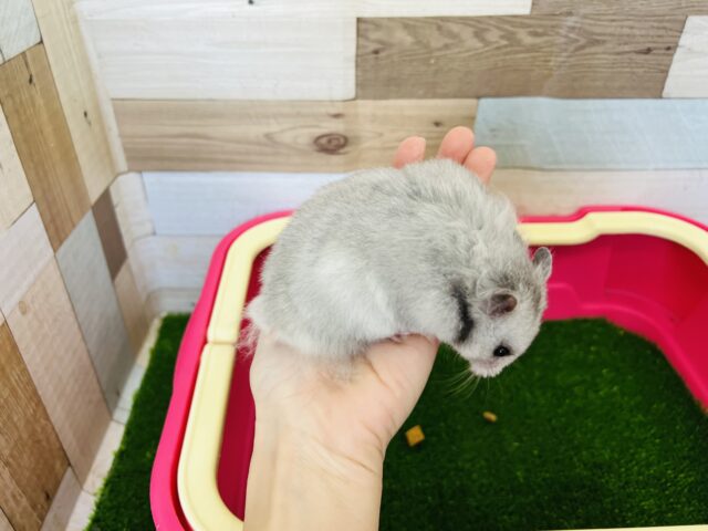 ゴールデンハムスター