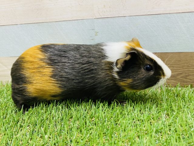 イングリッシュモルモット