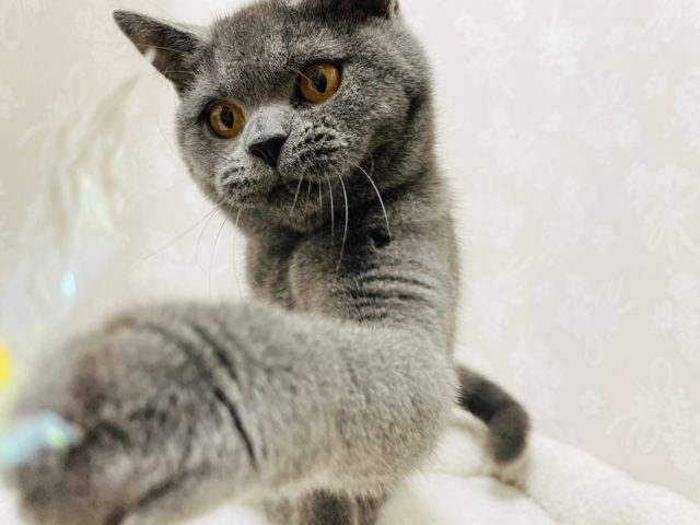 ブリティッシュショートヘア