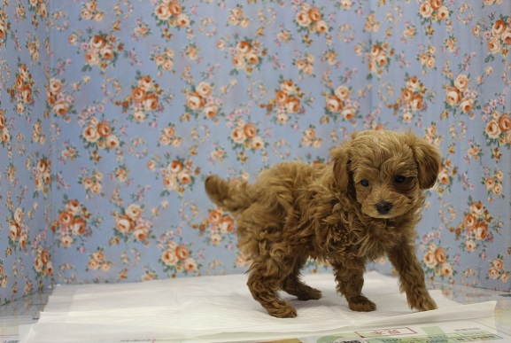 トイプードル