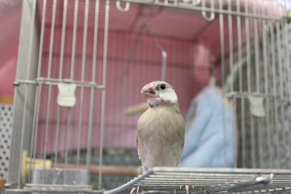 手乗り桜文鳥🌸一人餌です 桜文鳥
