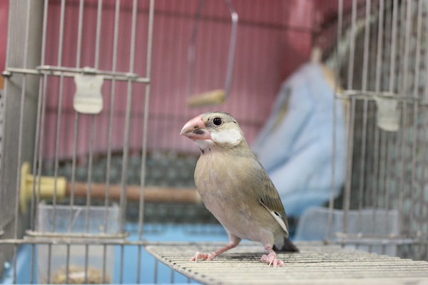 手乗り桜文鳥🌸一人餌です 桜文鳥