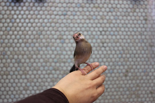 手乗り桜文鳥🌸一人餌です 桜文鳥