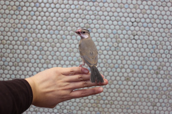 手乗り桜文鳥🌸一人餌です 桜文鳥