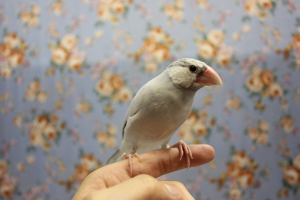 シルバー文鳥