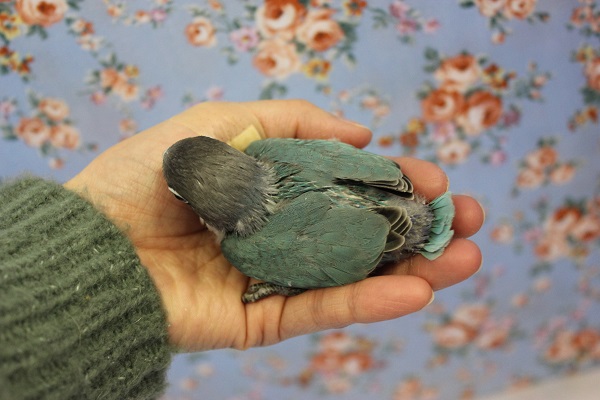 ブルーボタンインコ