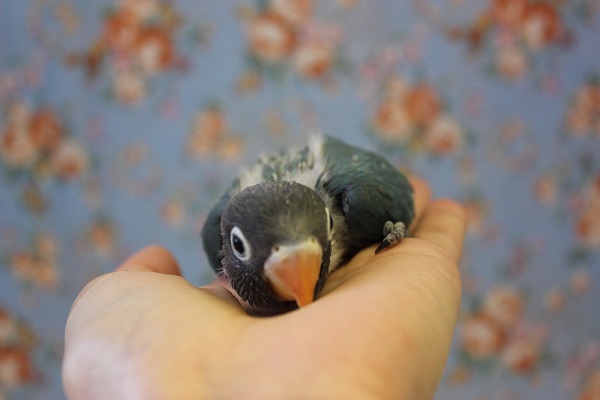 ブルーボタンインコ