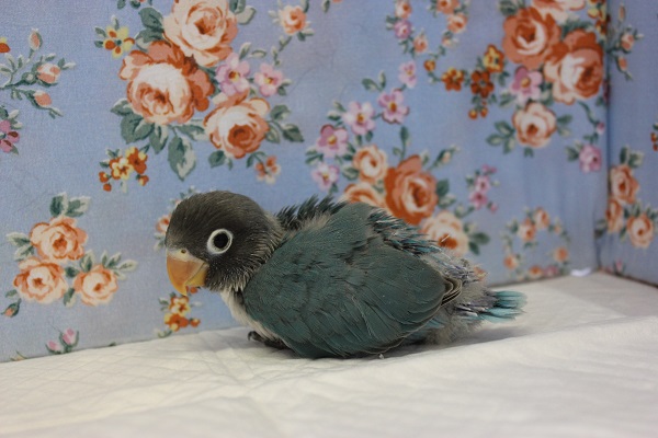 ブルーボタンインコ