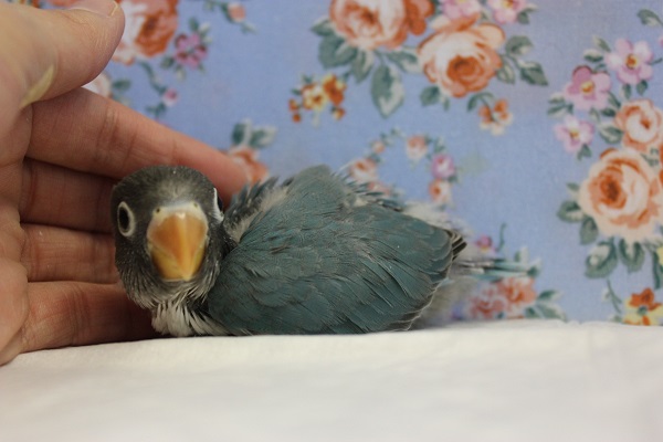 ブルーボタンインコ