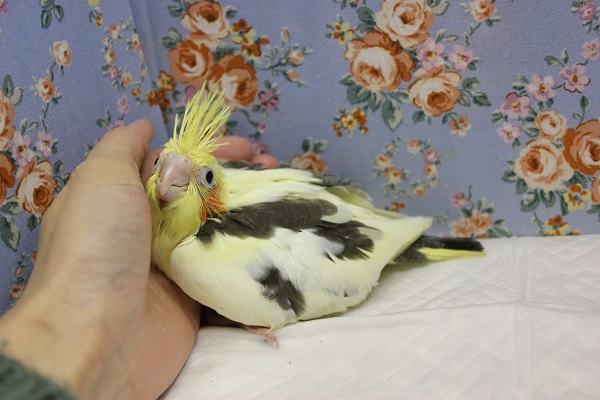 オカメインコ